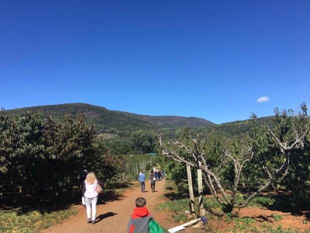 chiles-apple-orchard